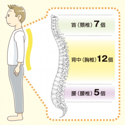 なぜ背骨は歪むのか